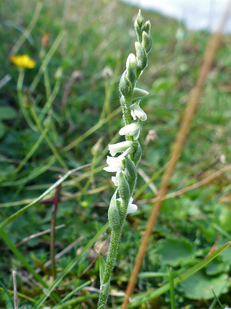 Autumn lady's-tresses