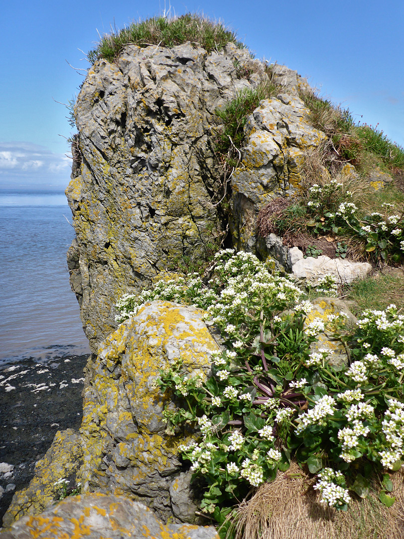 Scurvygrass