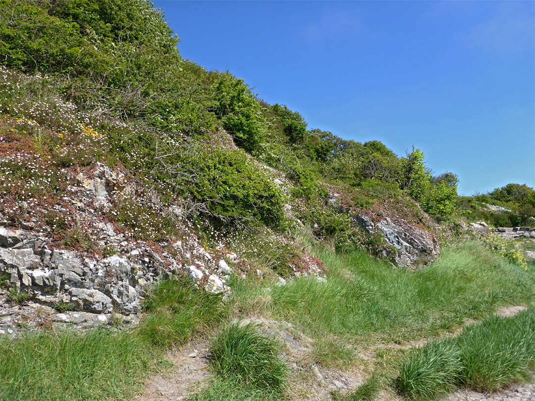 Wildflowers on a rock