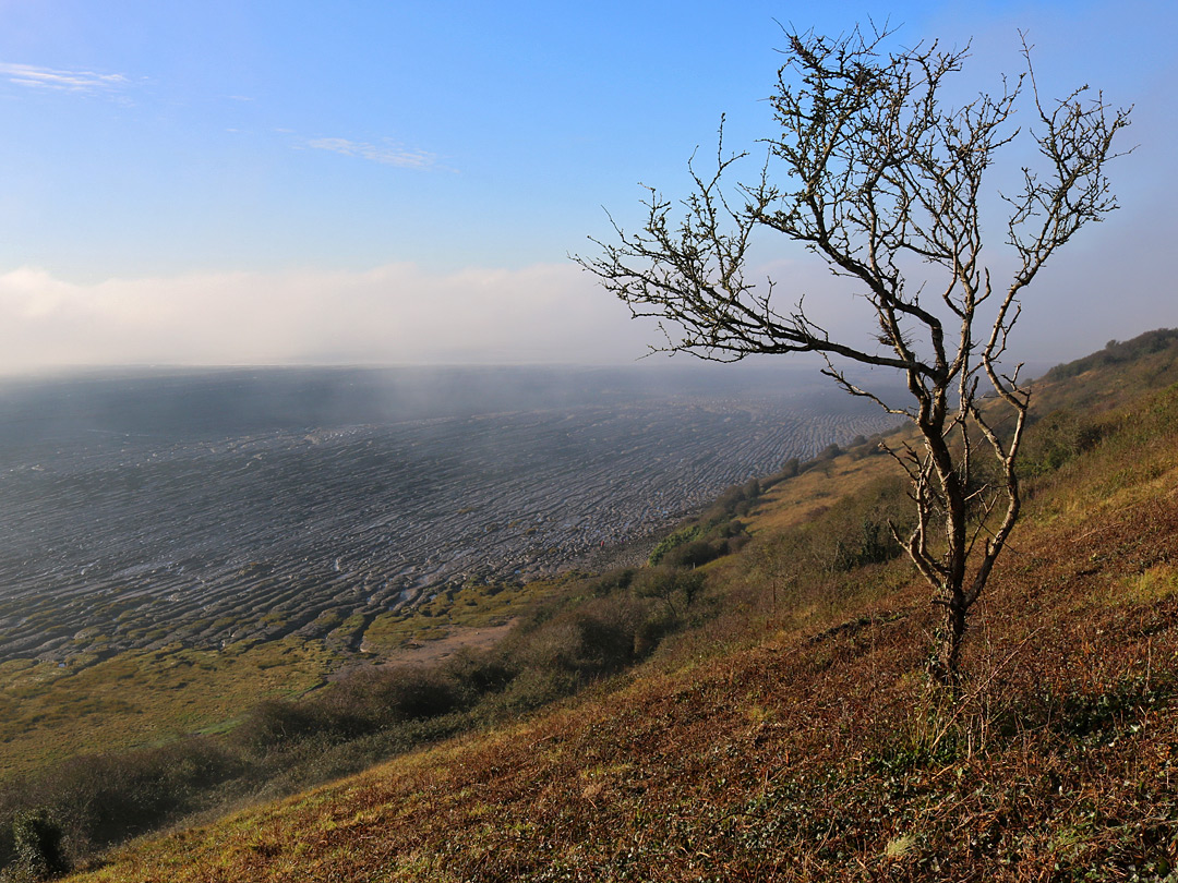 Tree and mist