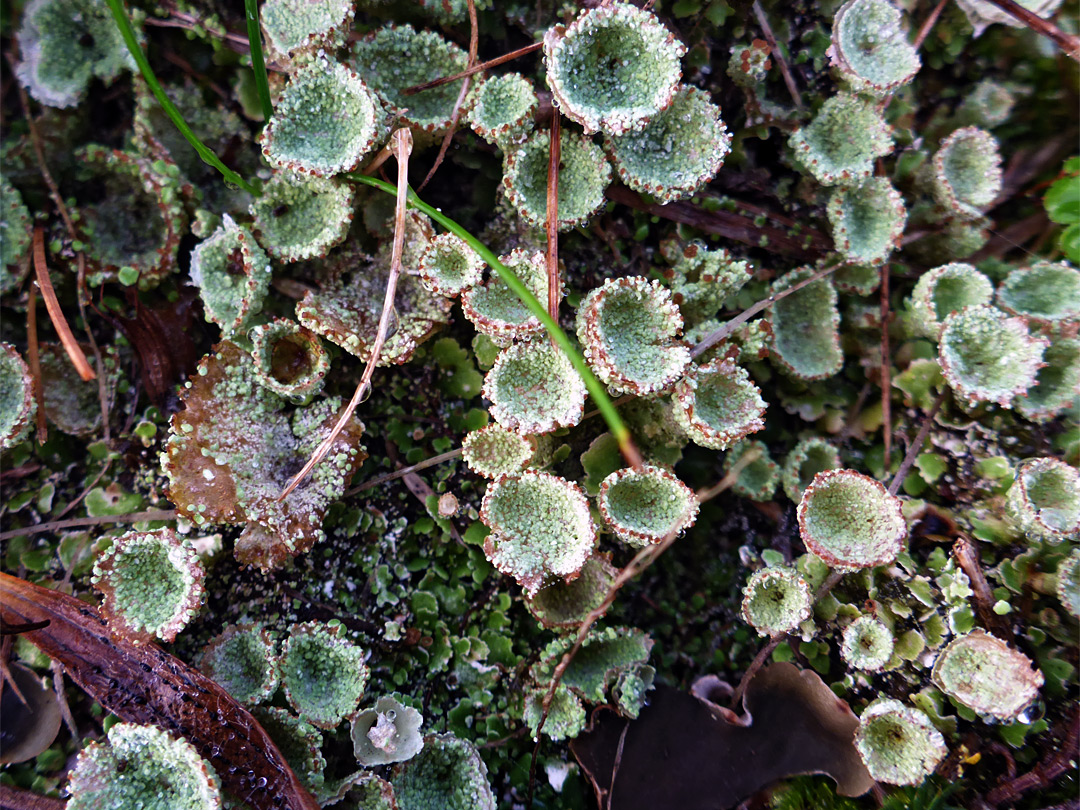 Trumpet lichen