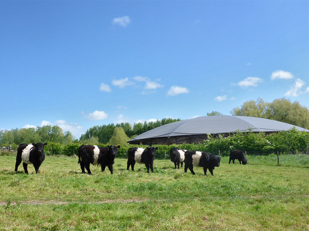 Cattle at Sandpool Farm