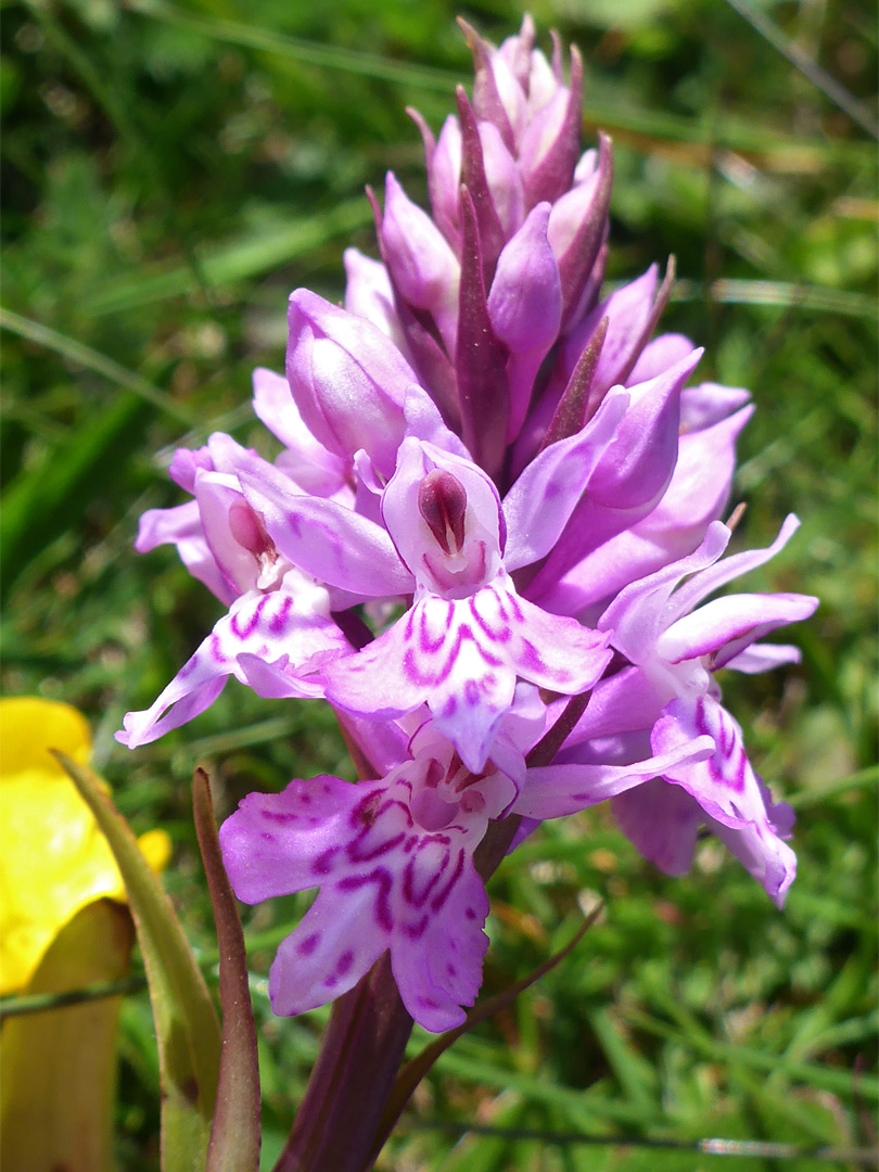 Common spotted orchid