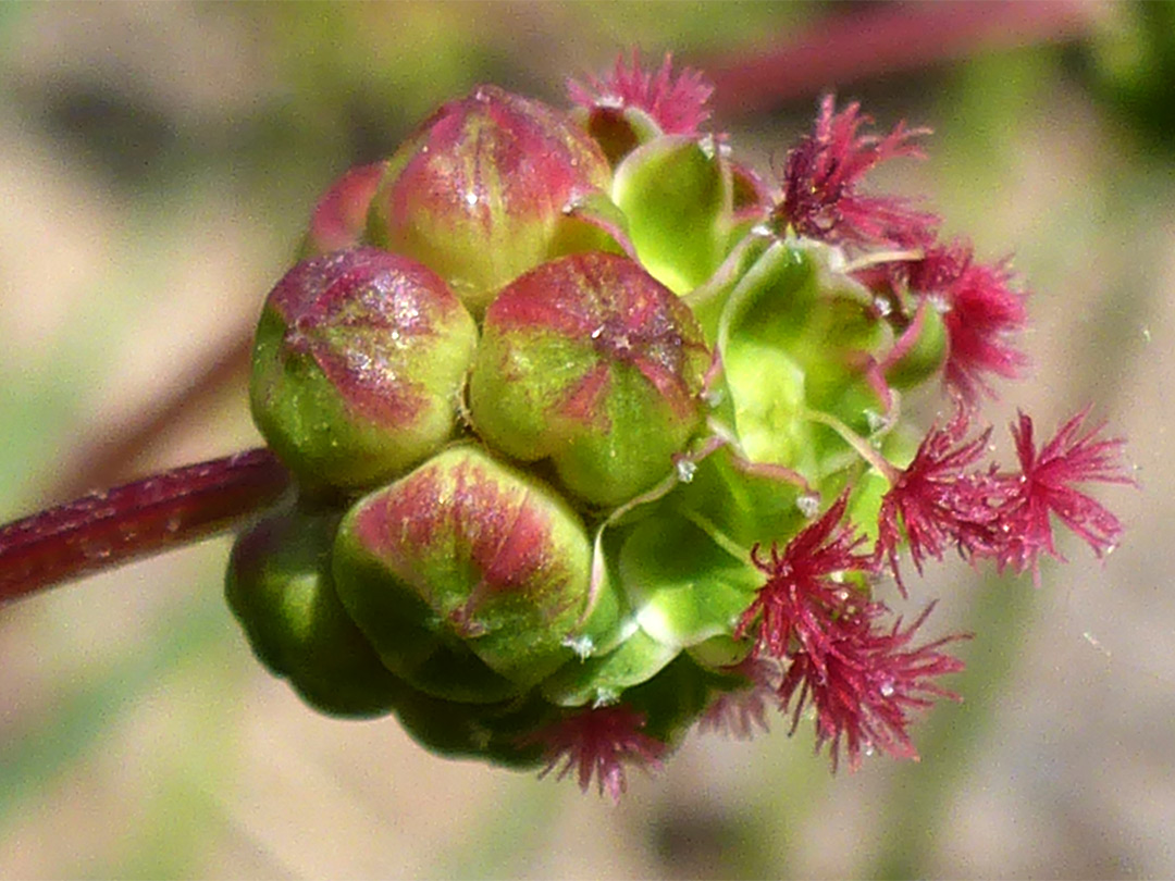 Salad burnet