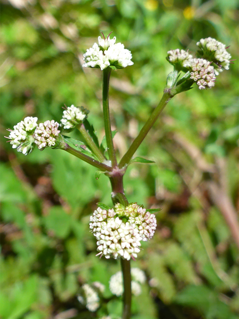 Developing flowers