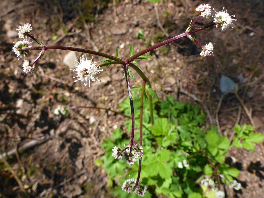 Branched, reddish stem