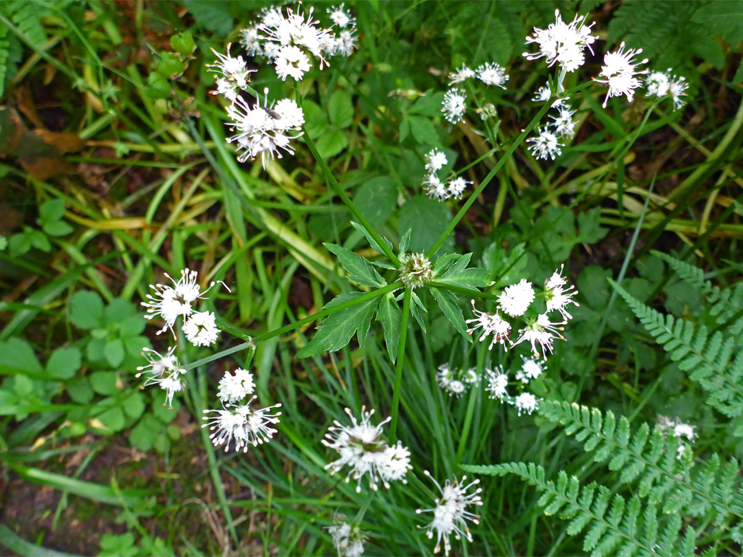 Exserted stamens