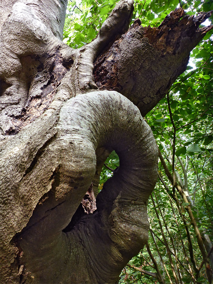 Arch in a beech tree