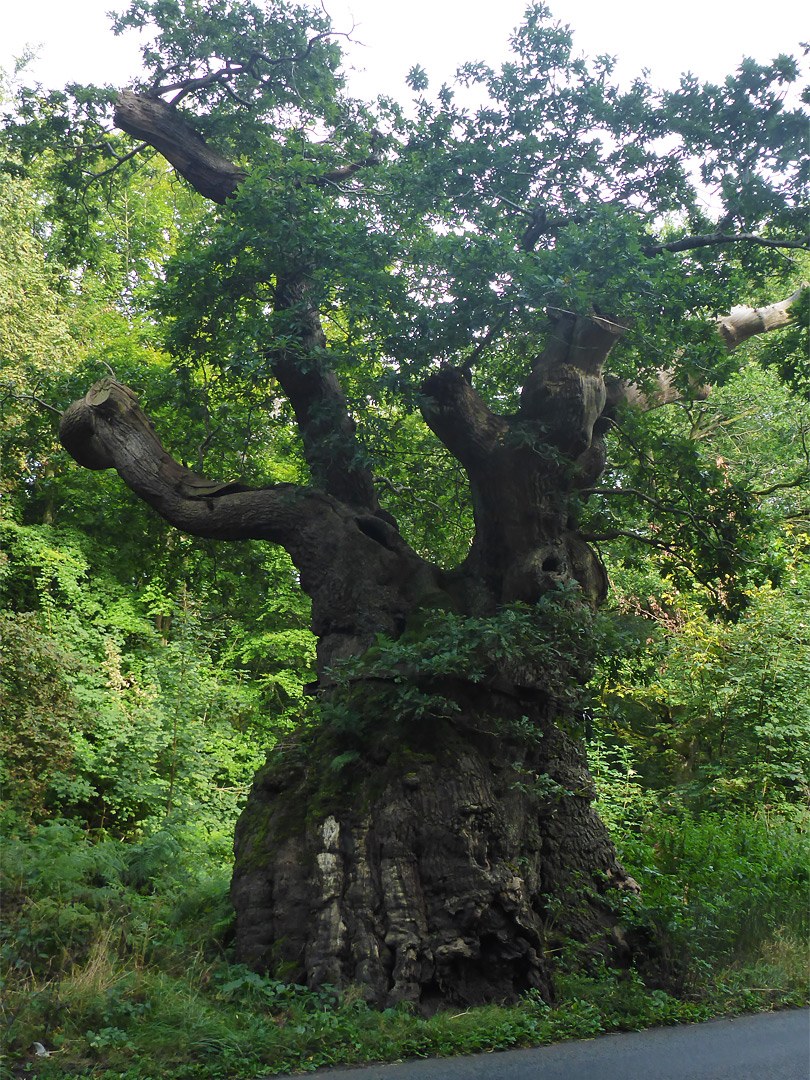 Big Belly Oak - west