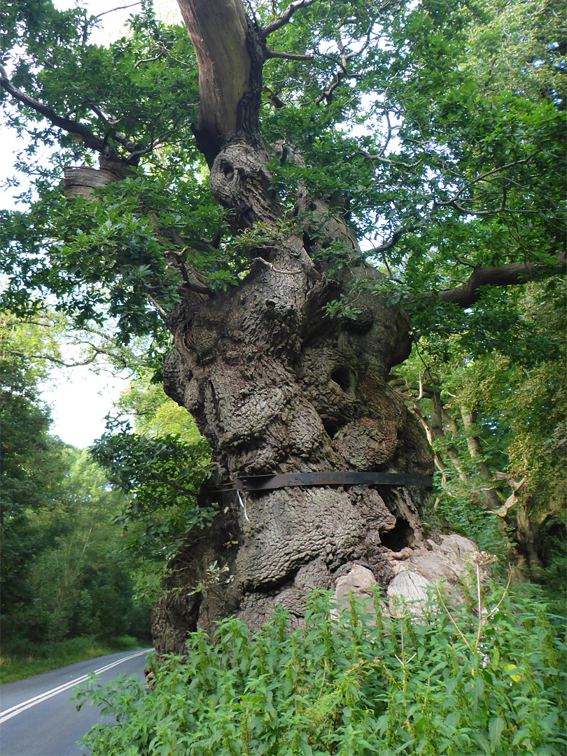 Big Belly Oak - south