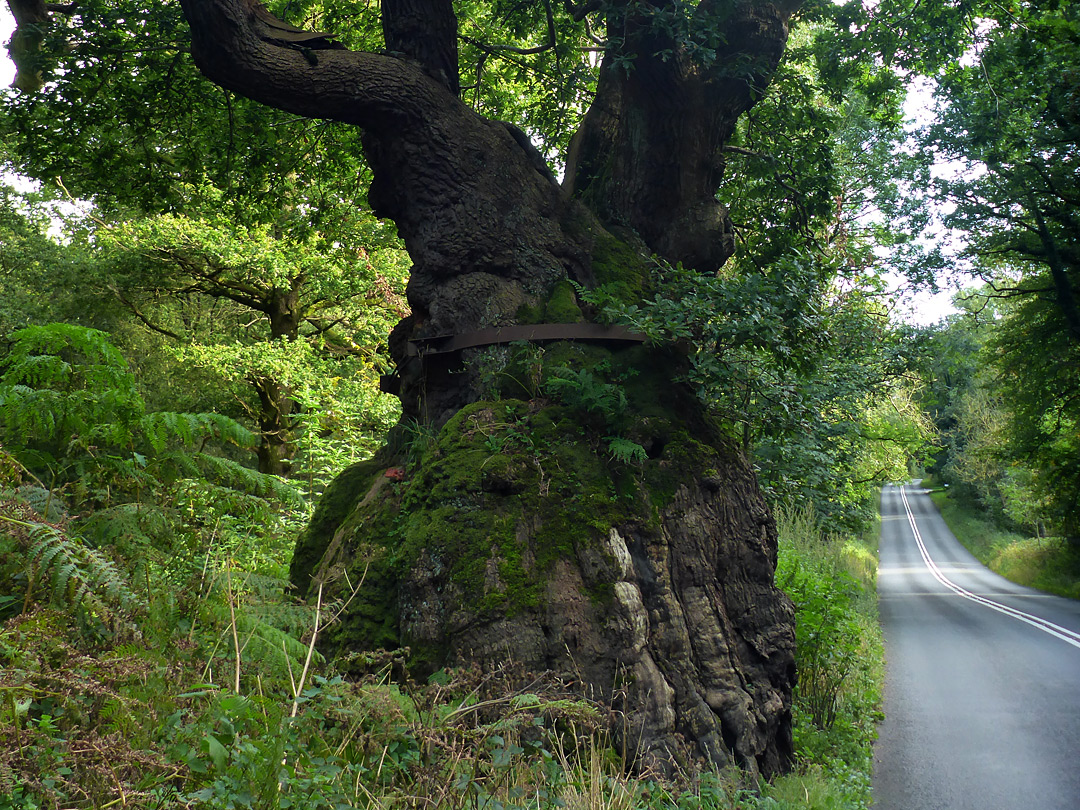 Big Belly Oak - north