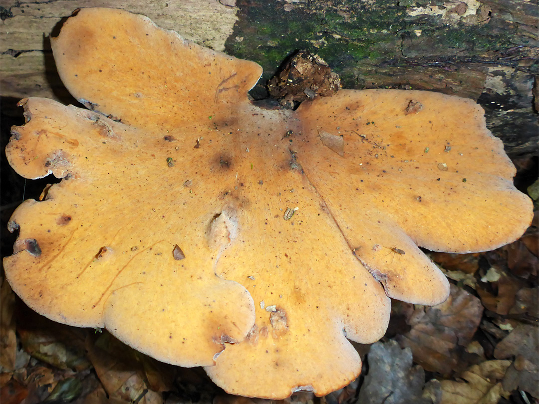 Blackfoot polypore