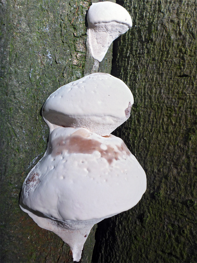 Bracket fungus