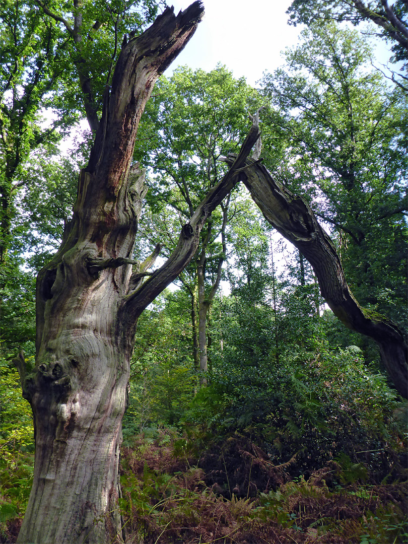 Broken branch