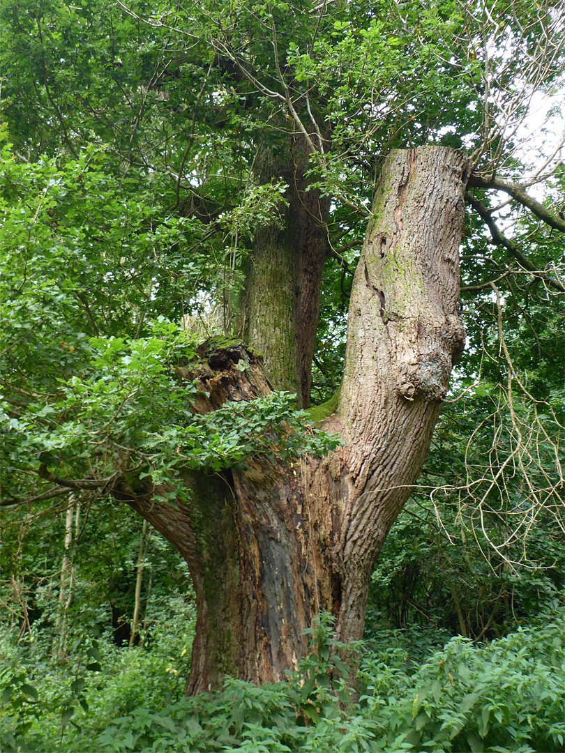 Bumble Oak