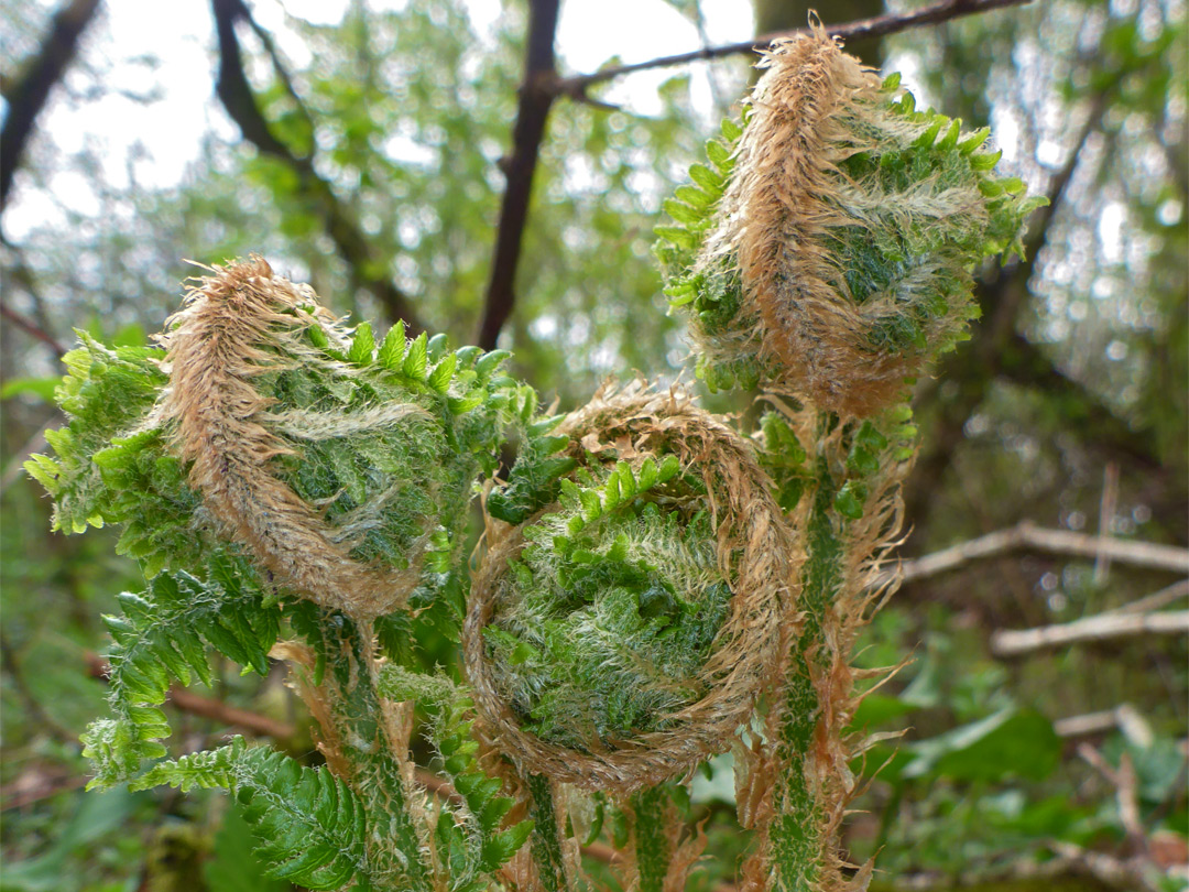 Ferns