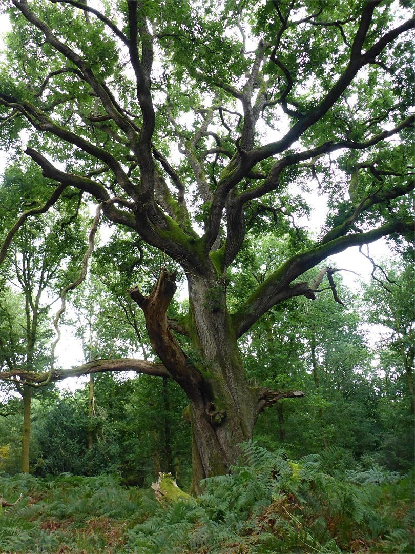 Many-branched oak