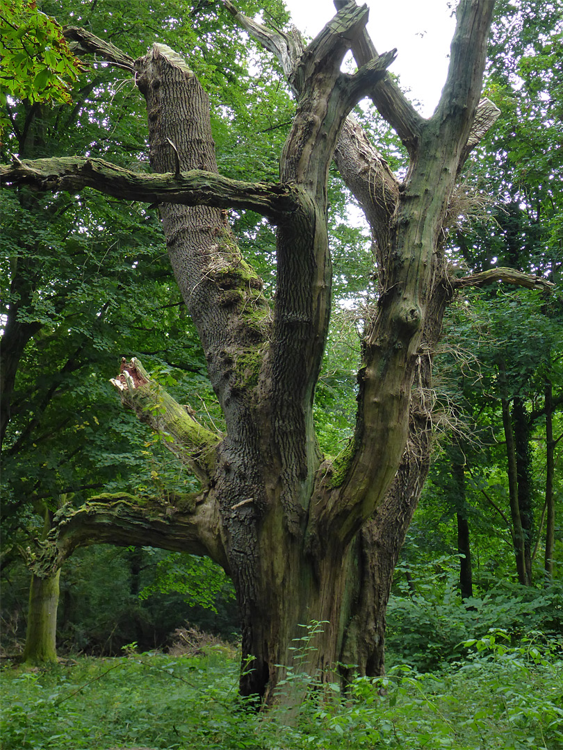 Thick branches