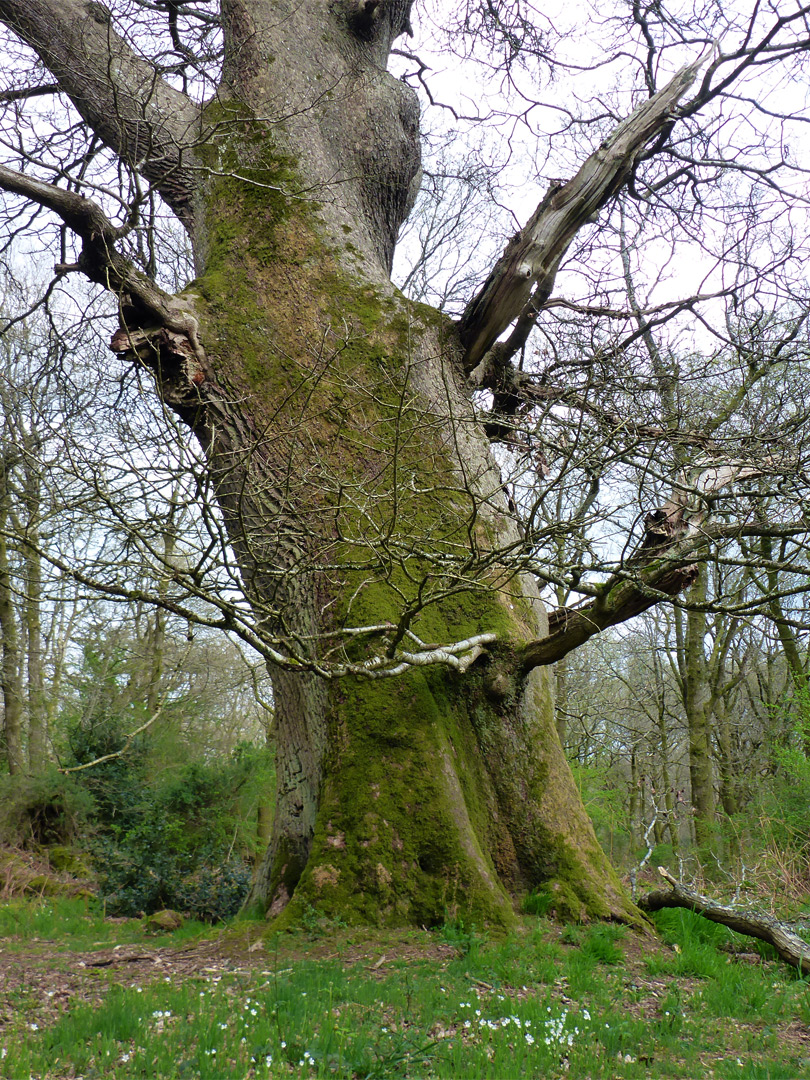 Mossy oak