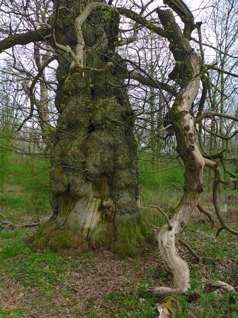 Fallen branch