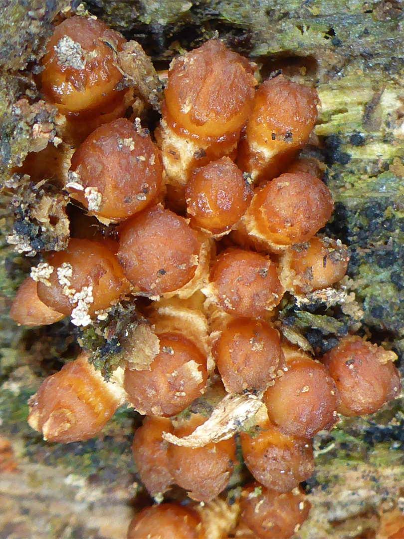 Honey fungus