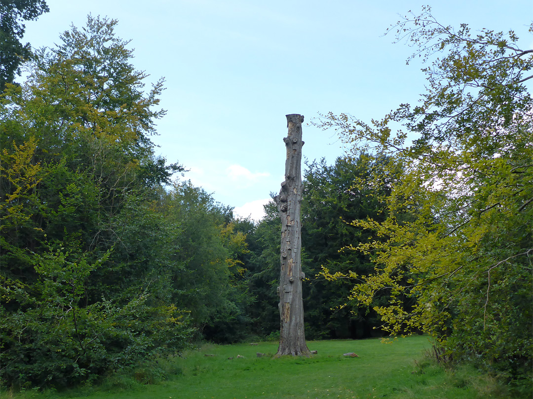 Isolated trunk