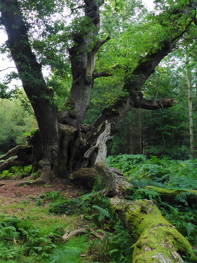 King of Limbs