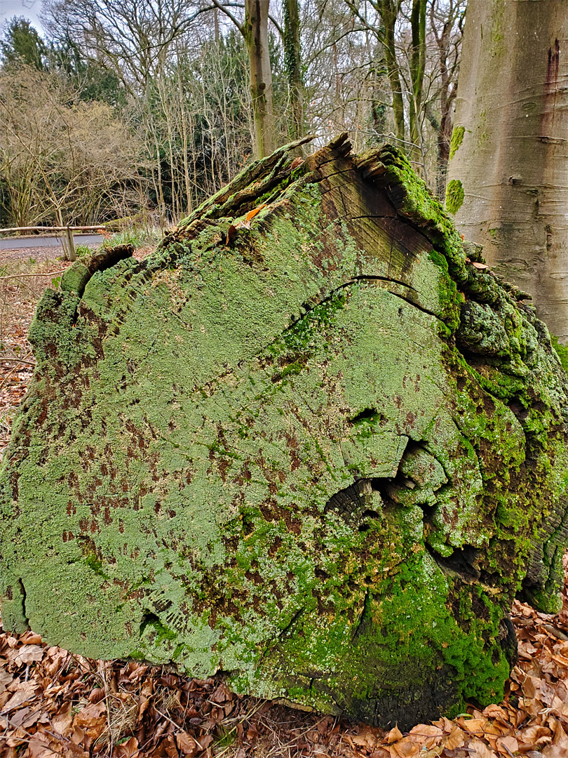 Green lichen