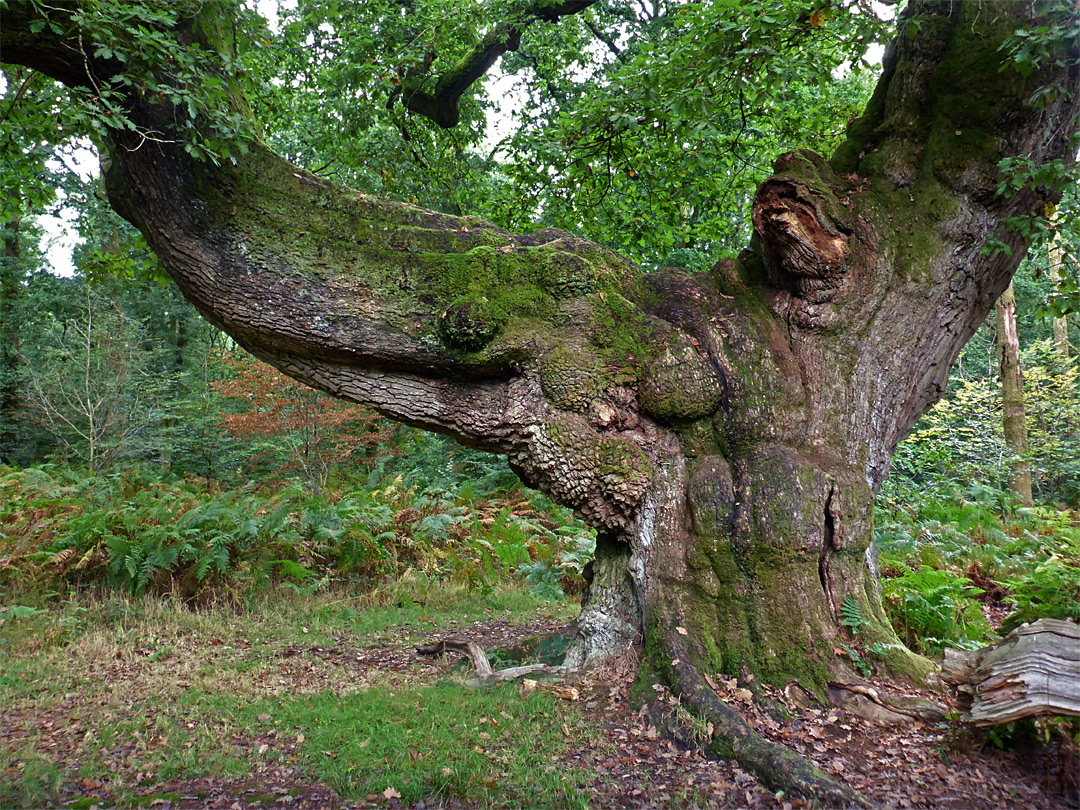 Saddle Oak 1