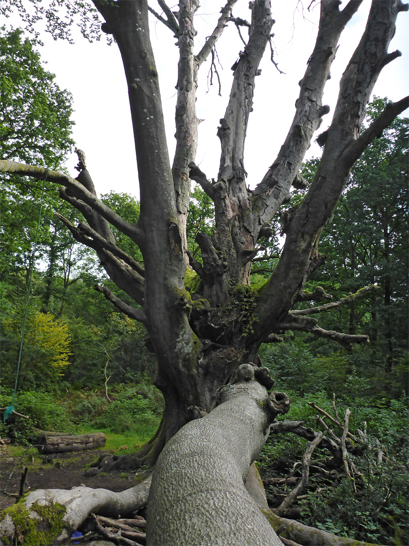 Tree with fallen branch