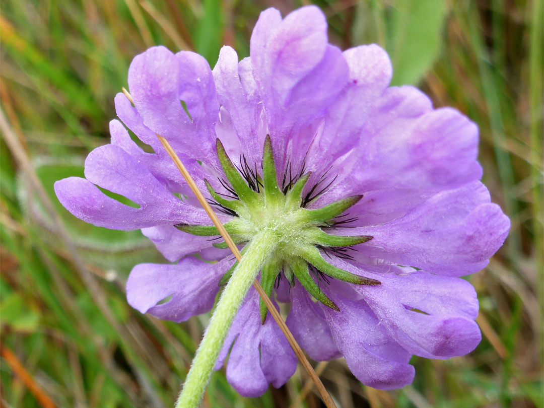 Small scabious - bracts