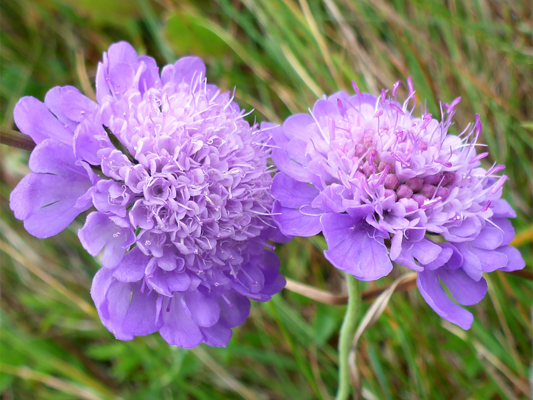 Purple flowers