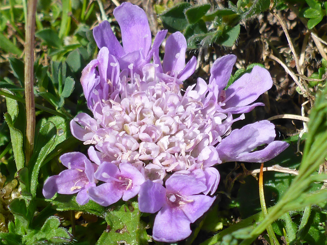 Small scabious