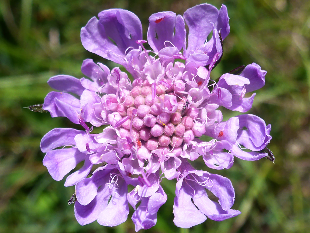 Small scabious