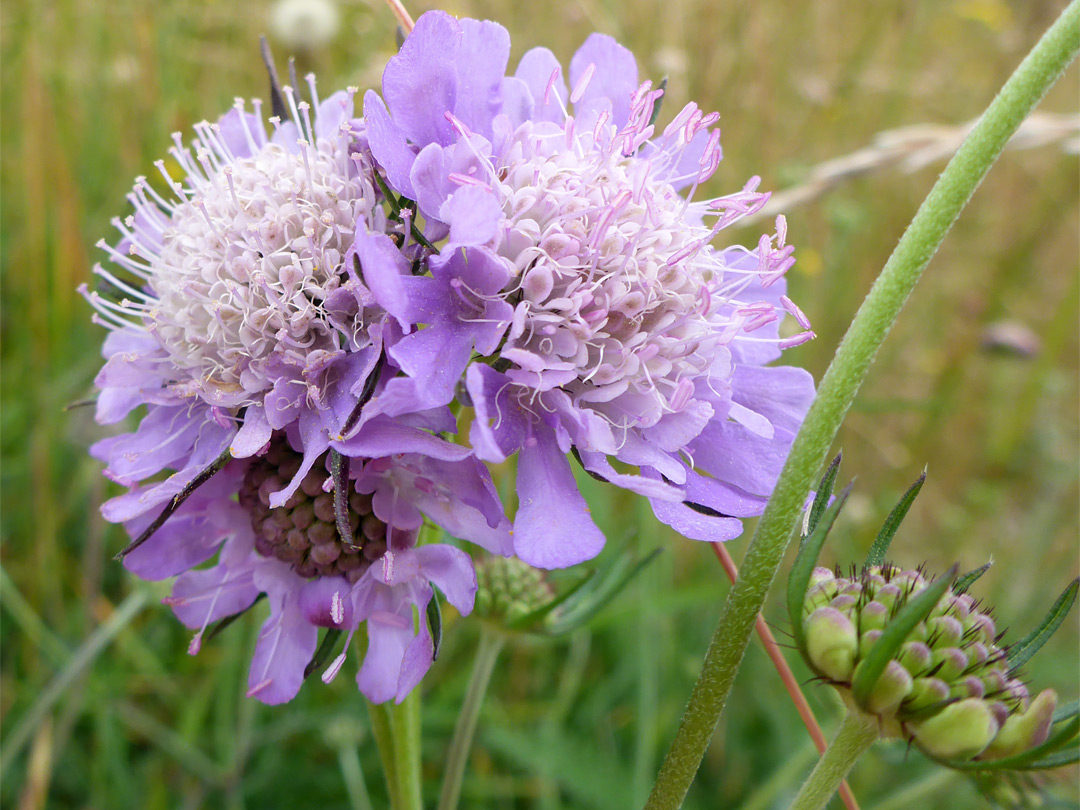 Group of flower clusters