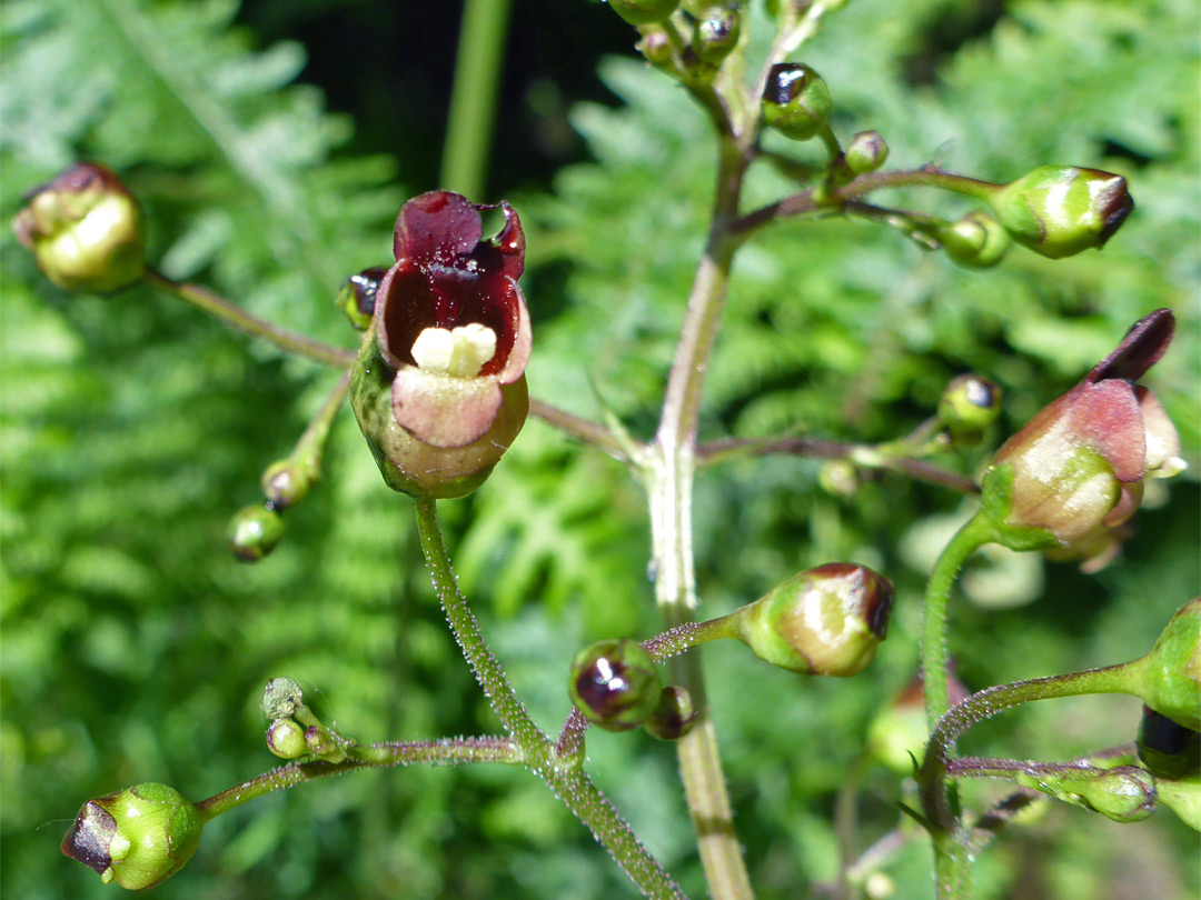 Reddish brown flowers