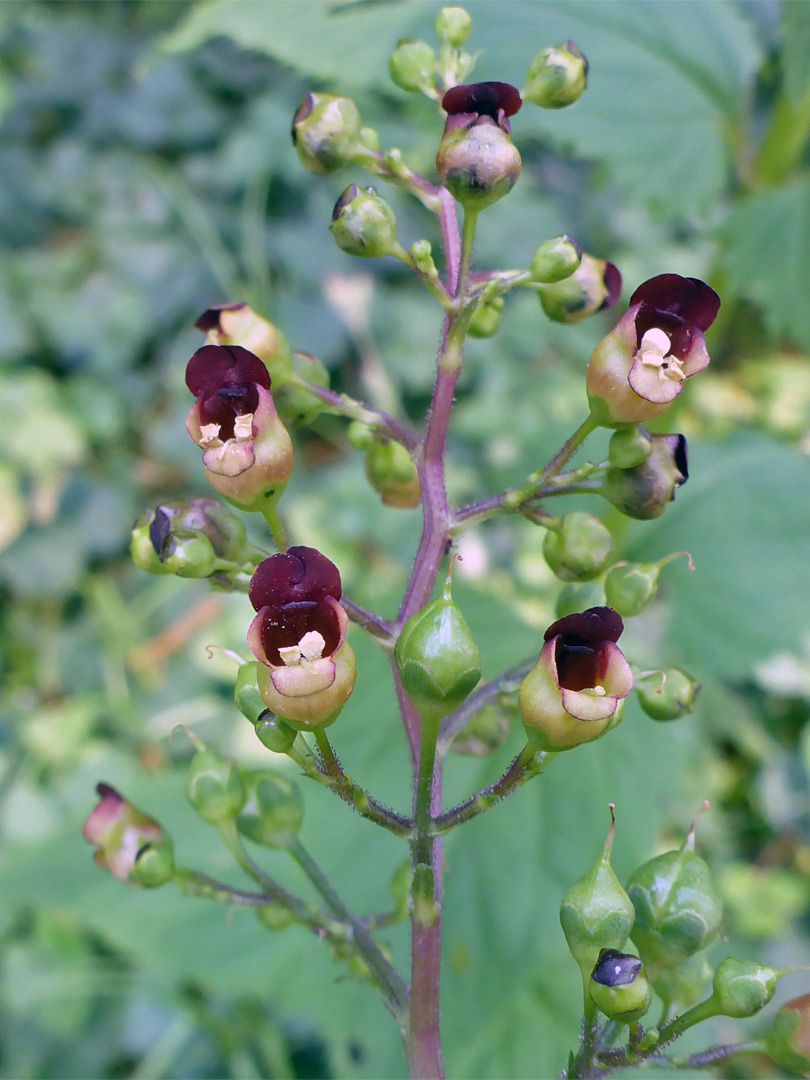 Flowering stem