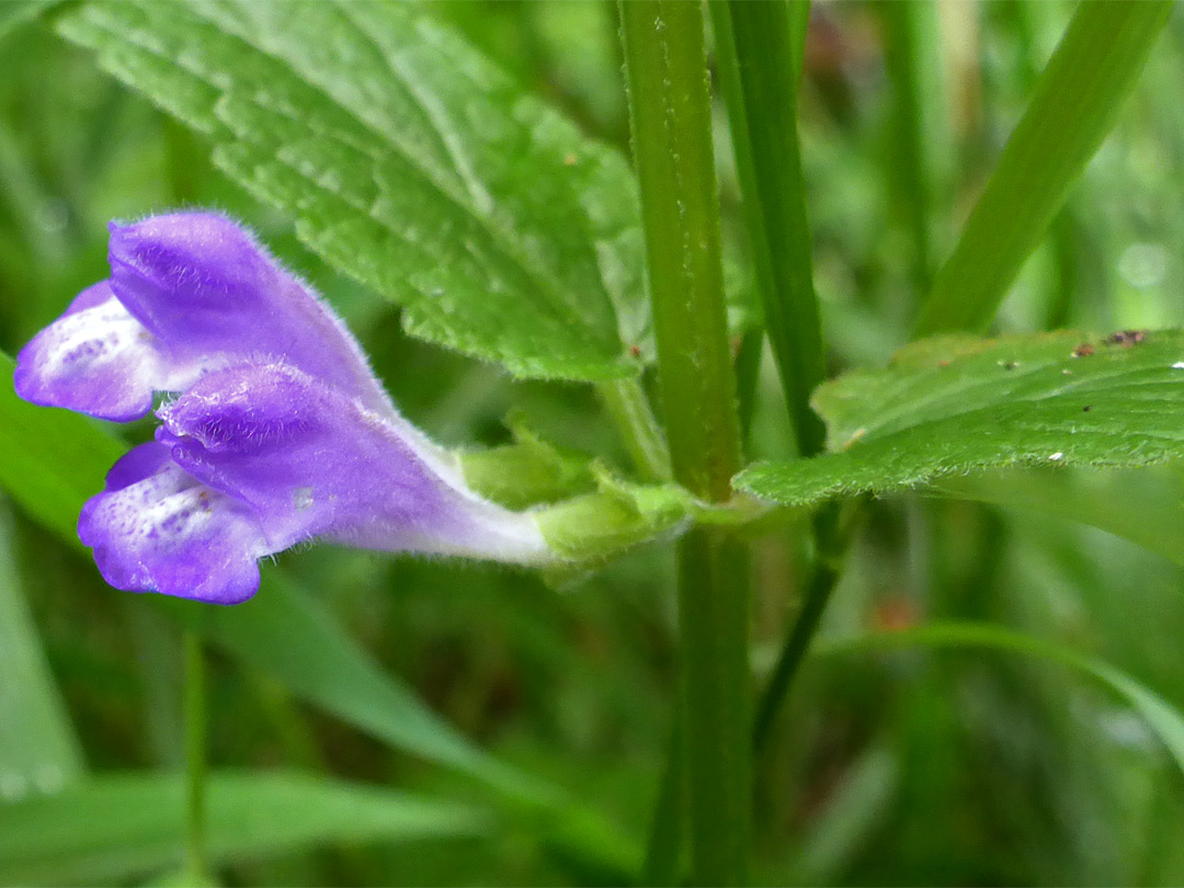 Common skullcap