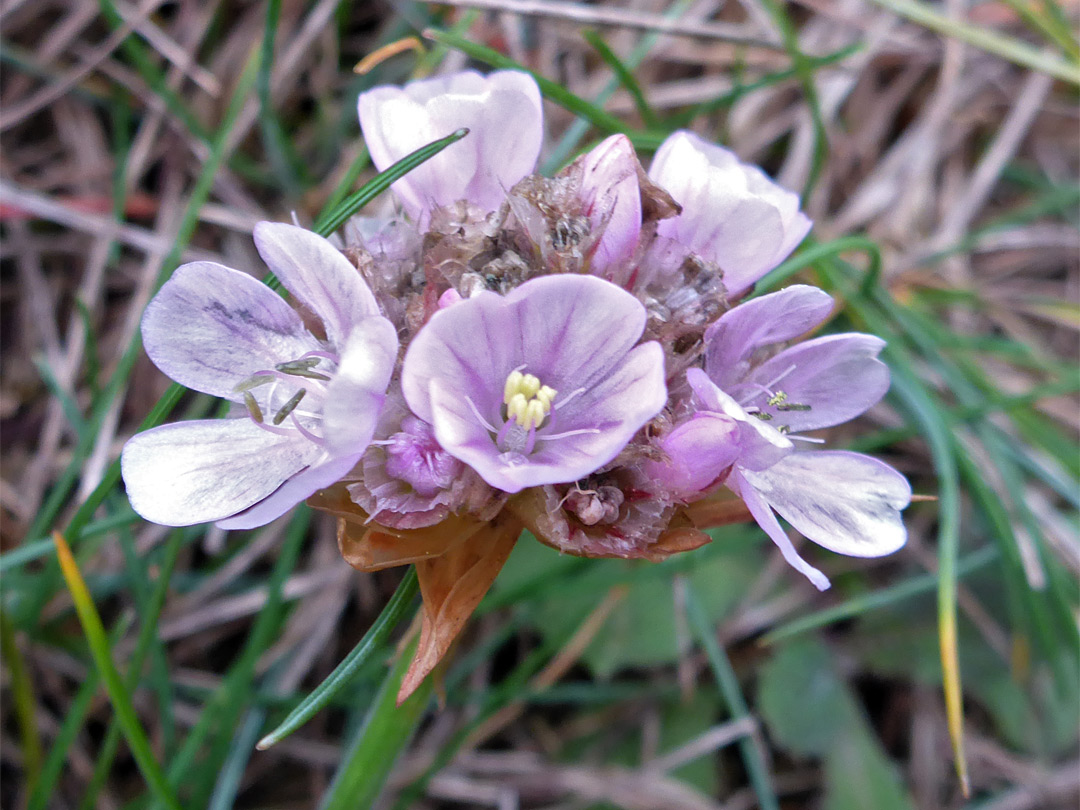 Withering flowers