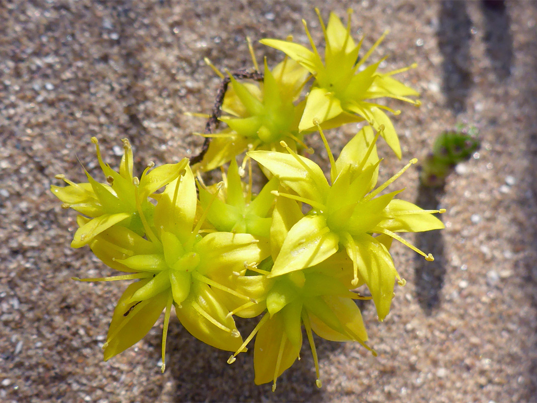 Biting stonecrop