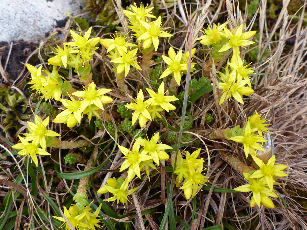 Many flowers