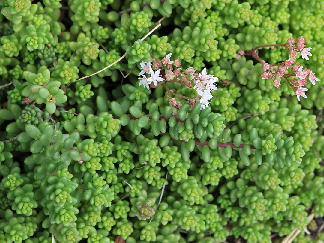 White stonecrop