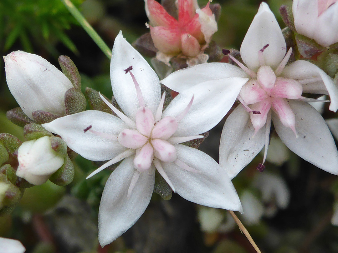 Two white flowers