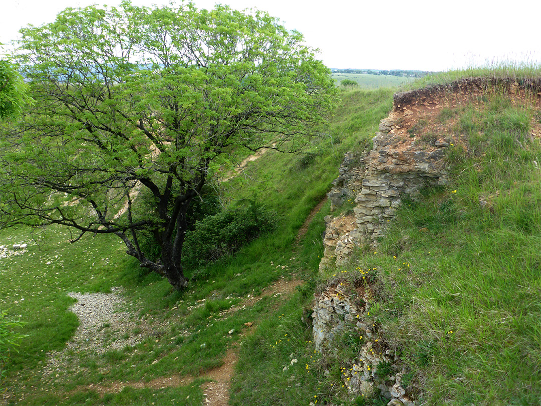 Tree in an old quarry