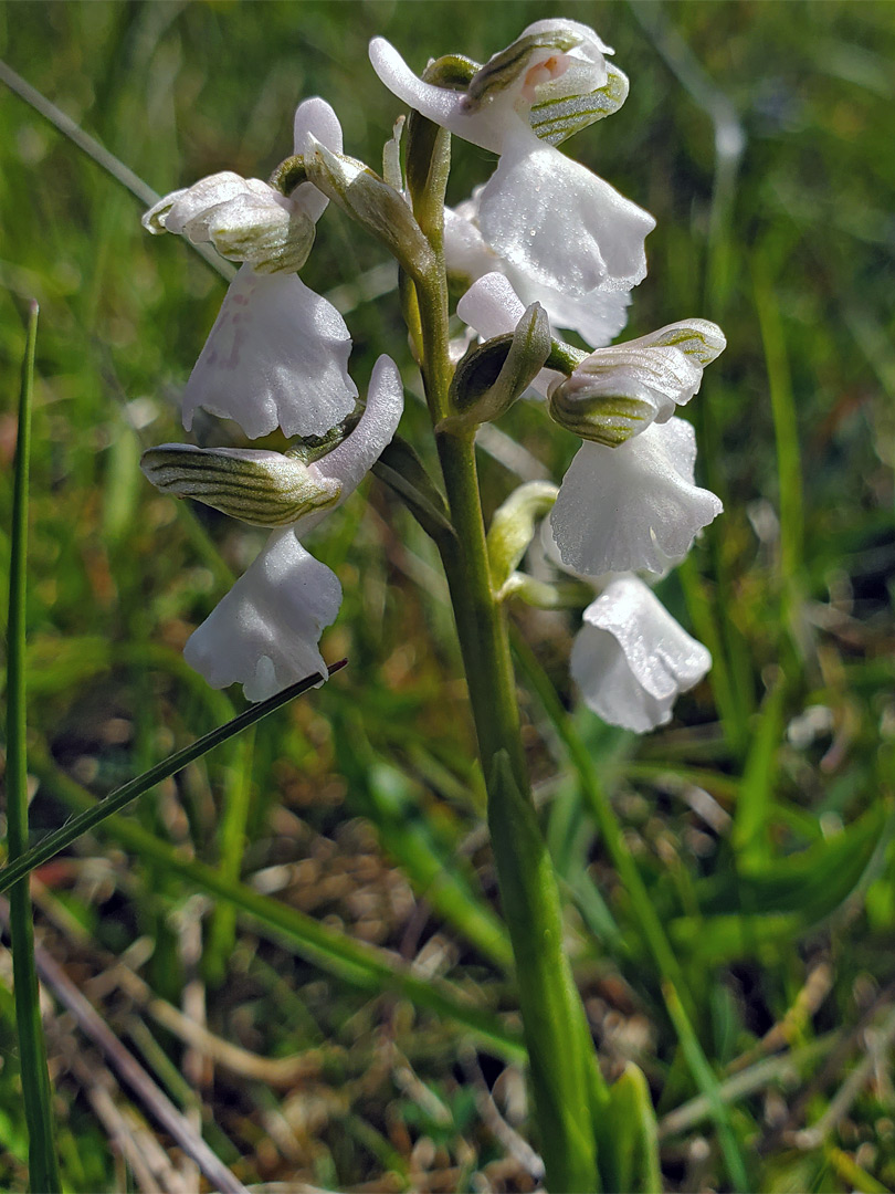 White green-winged orchid