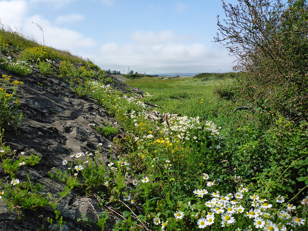 Oxeye daisies