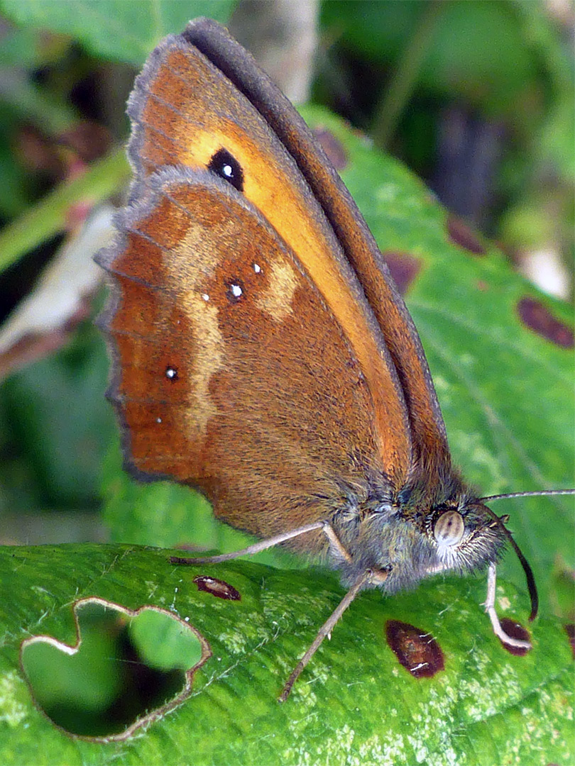 Gatekeeper on a leaf