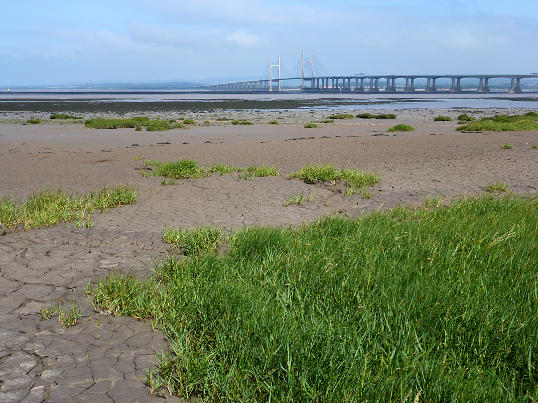 Saltmarsh