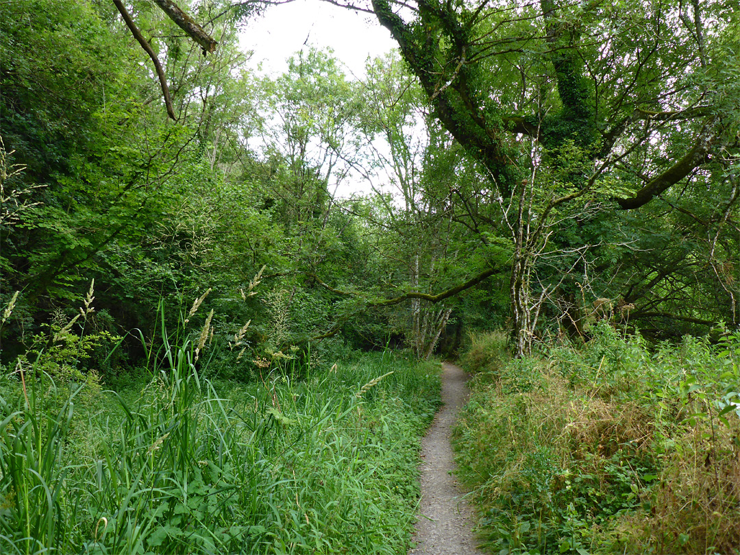 Path through the reserve