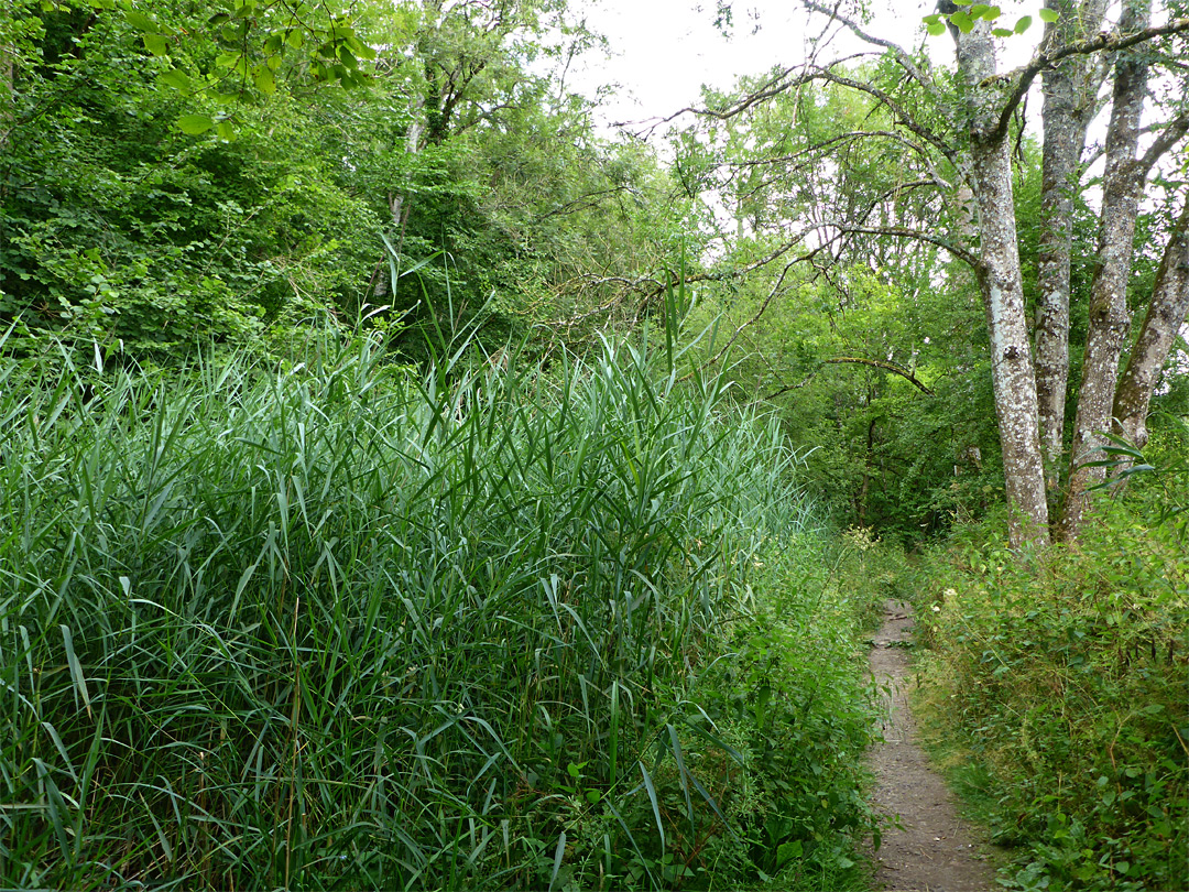 Reeds by the path